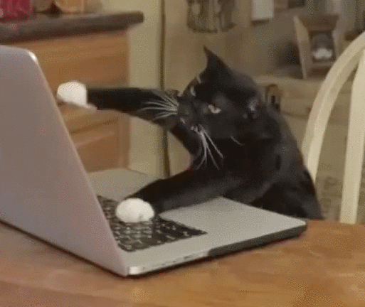 cat typing